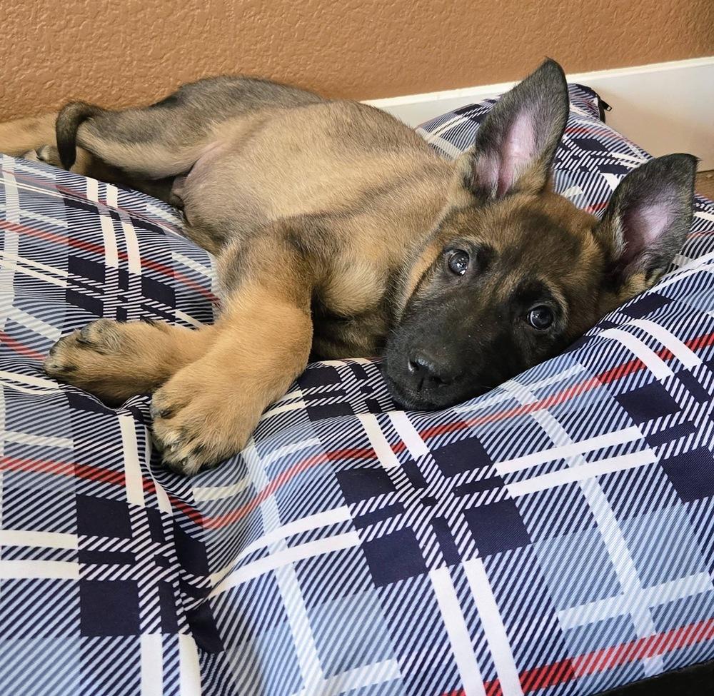 Enlarge McGregor, a Adoptable mixed breed in Colorado Springs, CO image 4/5