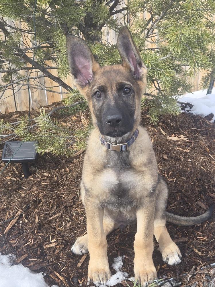 Enlarge McGregor, a Adoptable mixed breed in Colorado Springs, CO image 5/5