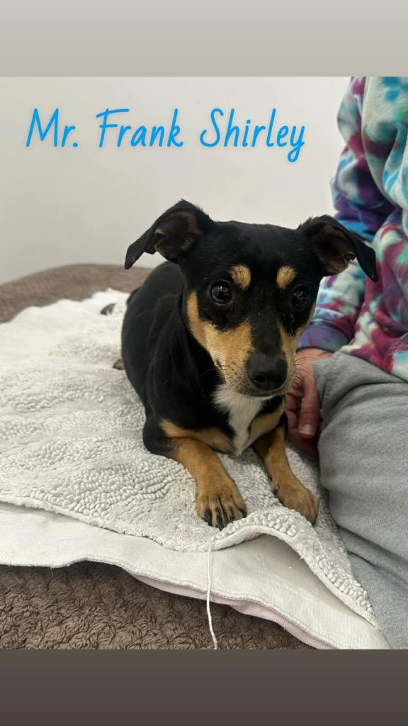 Mr Frank Shirley, Adoptable, Adult Male Chihuahua.