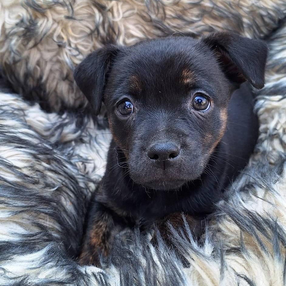 Enlarge Kona, a ADOPTABLE mixed breed in Valparaiso, IN image 1/1