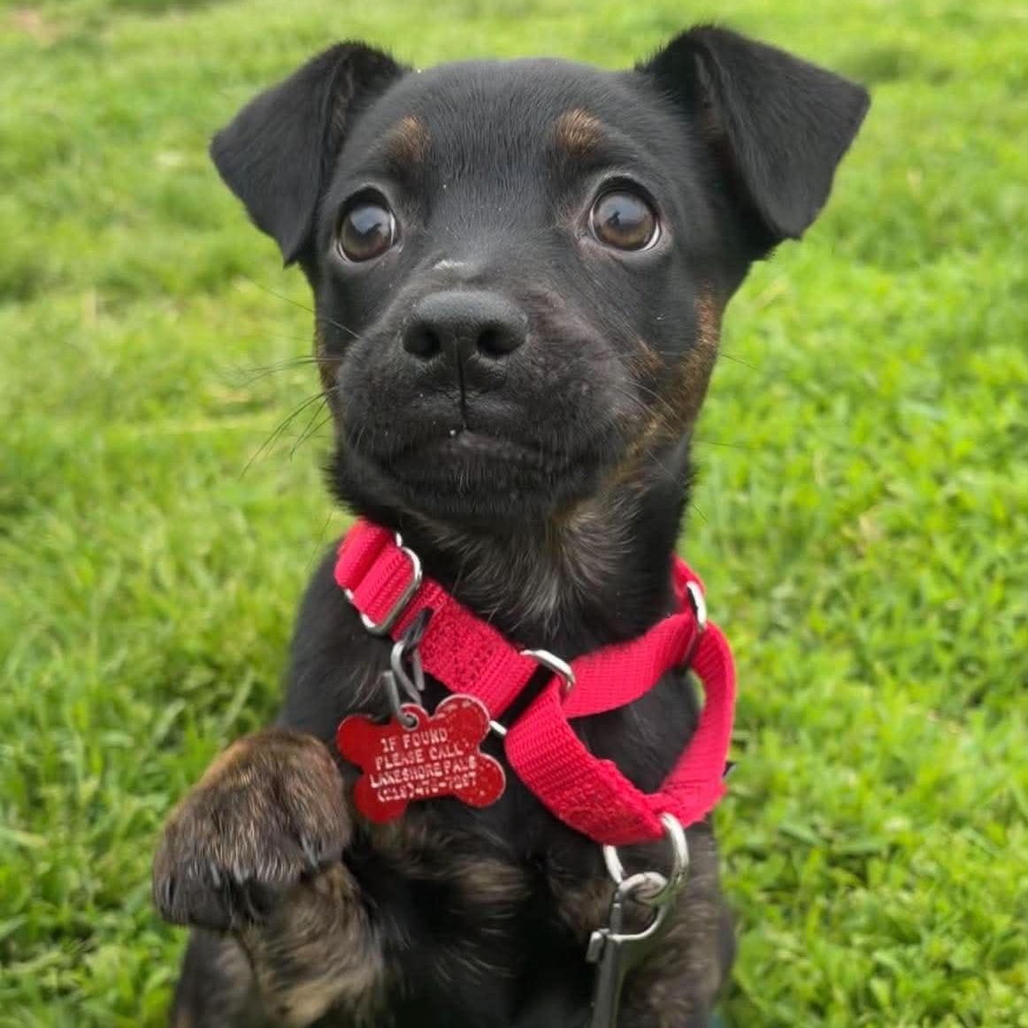 Kona, ADOPTABLE, Puppy Female Labrador Retriever & Beagle.