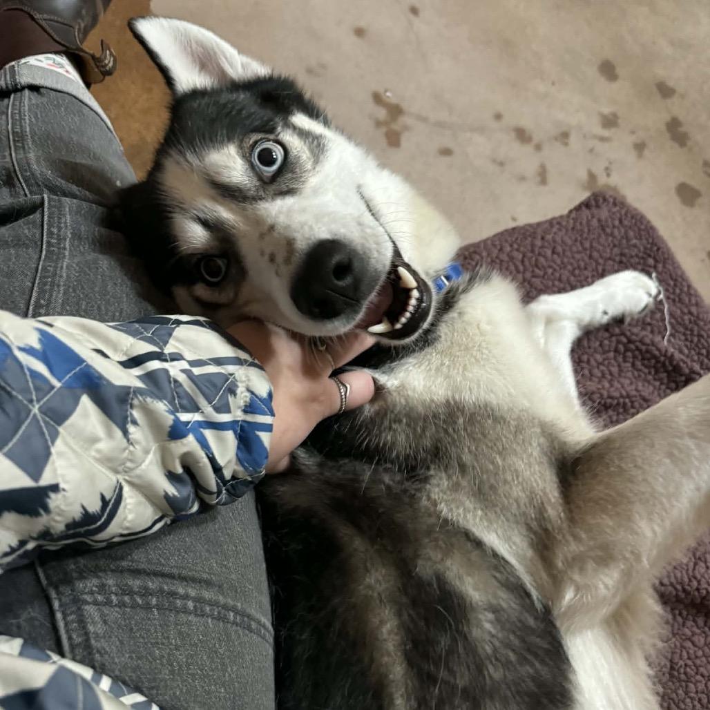 Maki, a Adoptable Husky in Bellingham, WA image 1/6