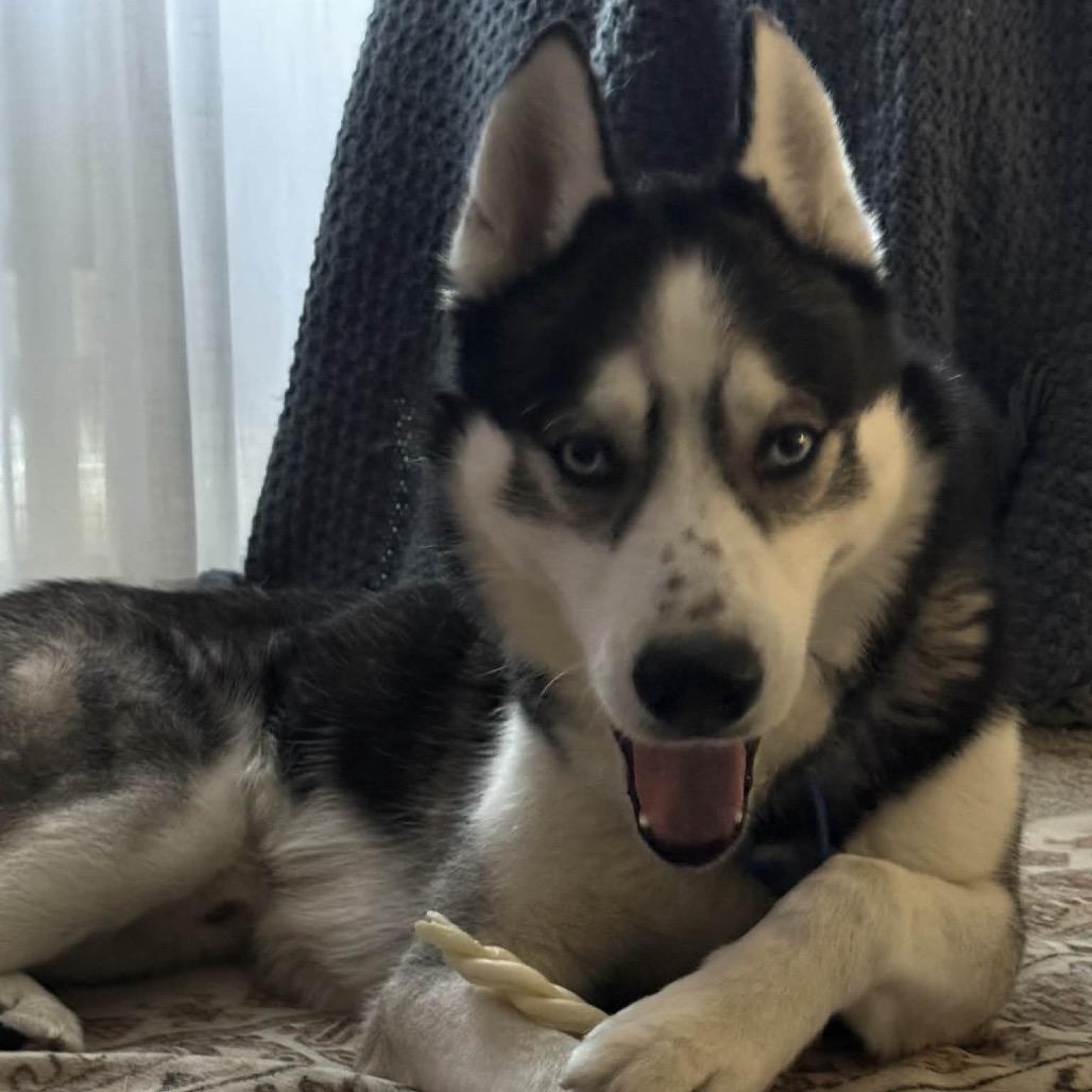 Maki, a Adoptable Husky in Bellingham, WA image 2/6