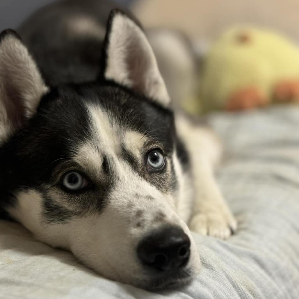 Maki, a Adoptable Husky in Bellingham, WA image 3/6