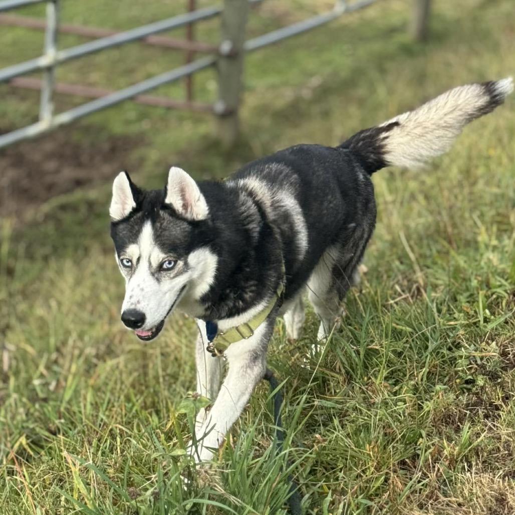 Maki, a Adoptable Husky in Bellingham, WA image 4/6