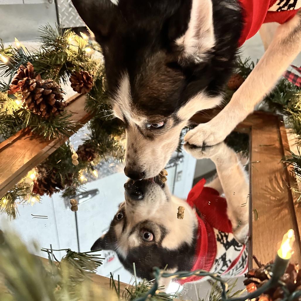 Maki, a Adoptable Husky in Bellingham, WA image 5/6