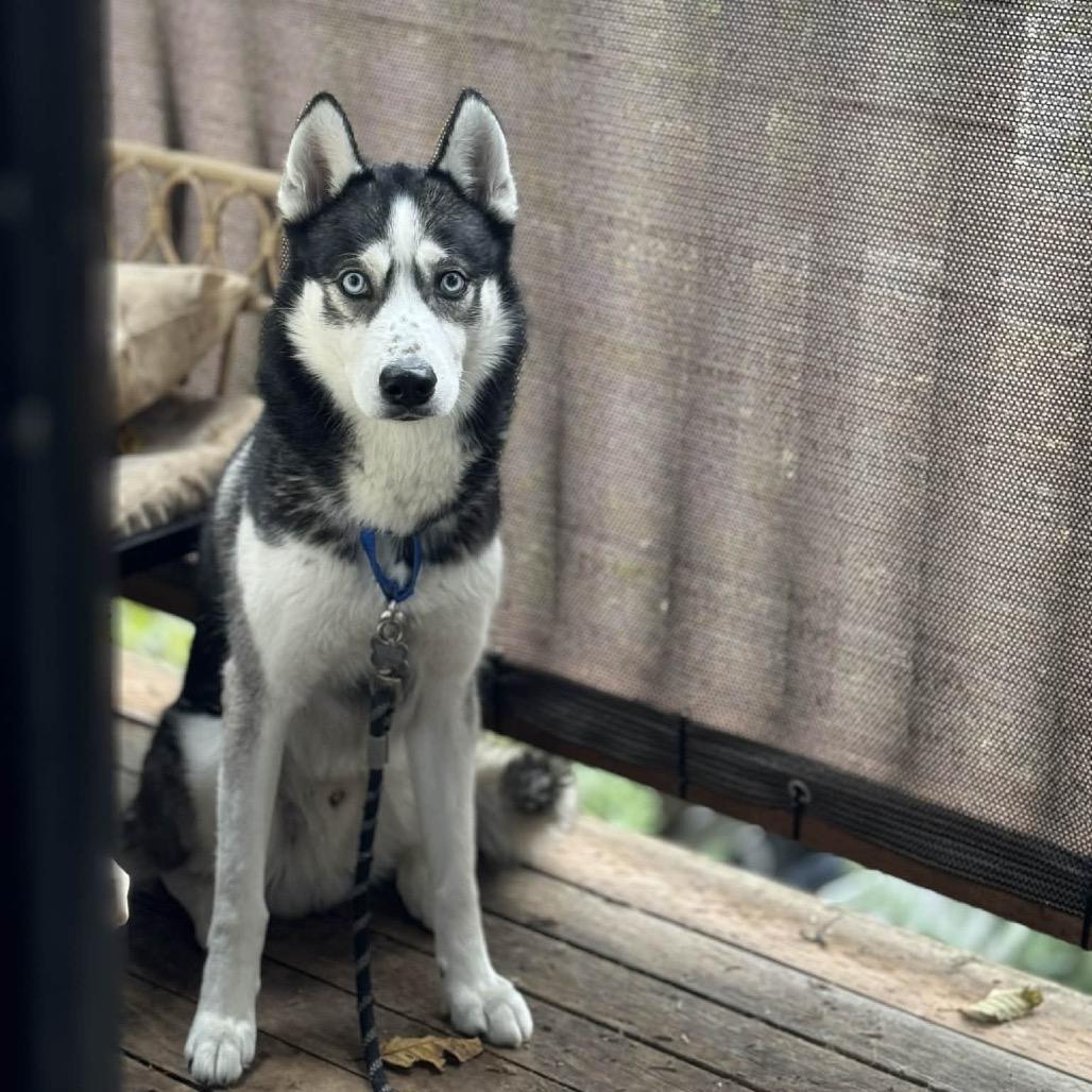 Maki, a Adoptable Husky in Bellingham, WA image 6/6