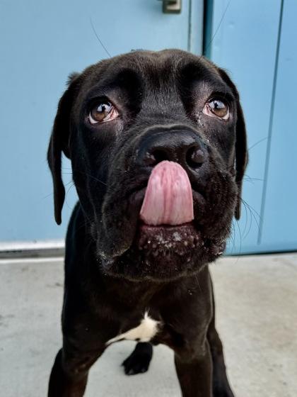 Enlarge Cane, a Adoptable mixed breed in New Orleans, LA image 1/2
