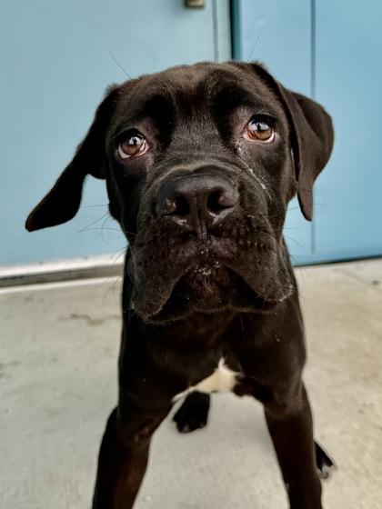 Enlarge Cane, a Adoptable mixed breed in New Orleans, LA image 2/2