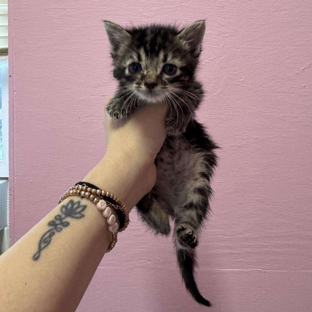 Enlarge Miller, a Adoptable Domestic Short Hair in Chattanooga, TN image 6/6