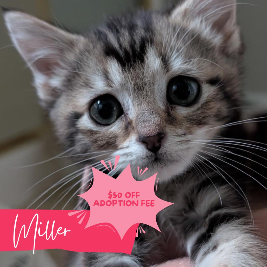 Miller, Adoptable, Kitten Male Domestic Short Hair.