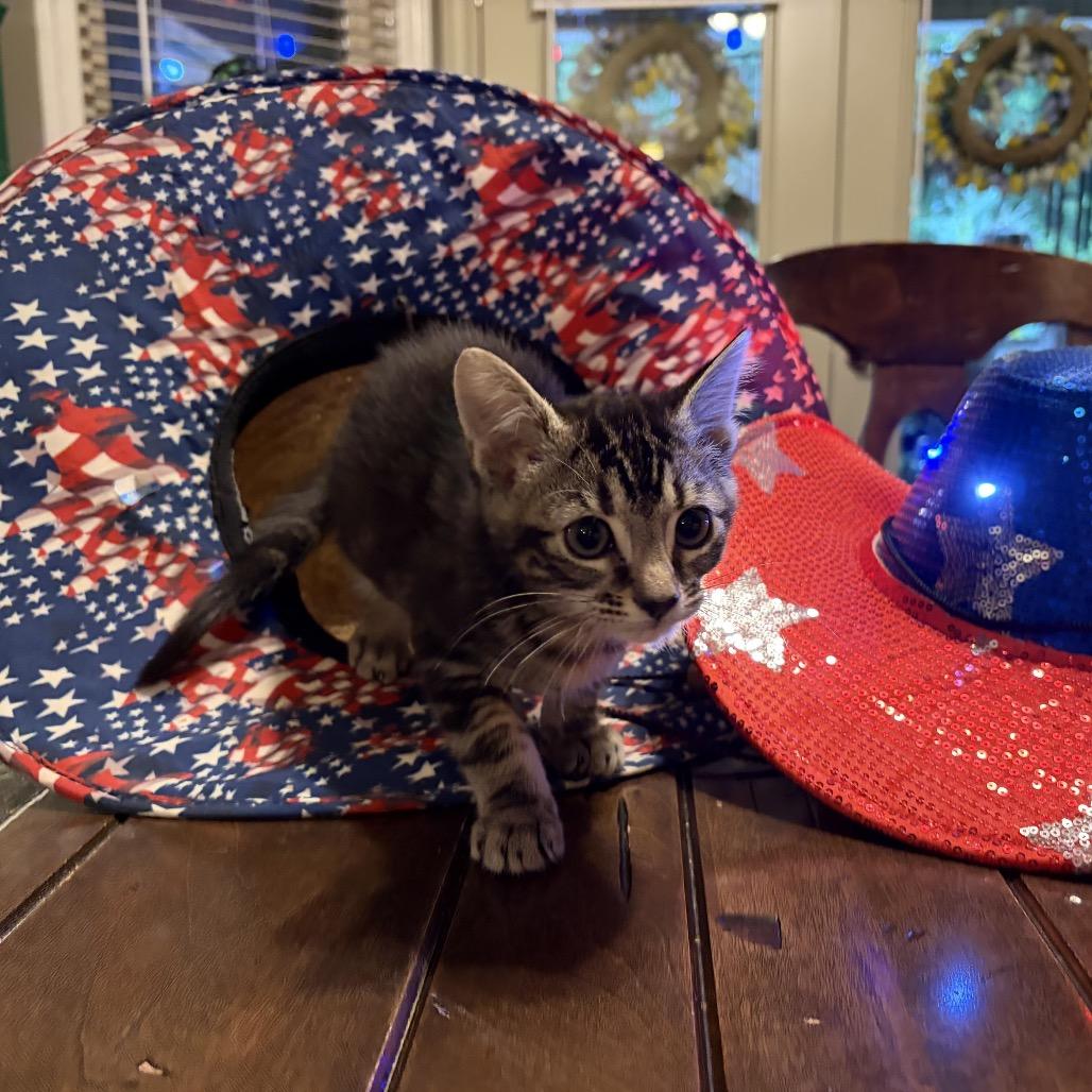 Enlarge Miller, a Adoptable Domestic Short Hair in Chattanooga, TN image 5/6