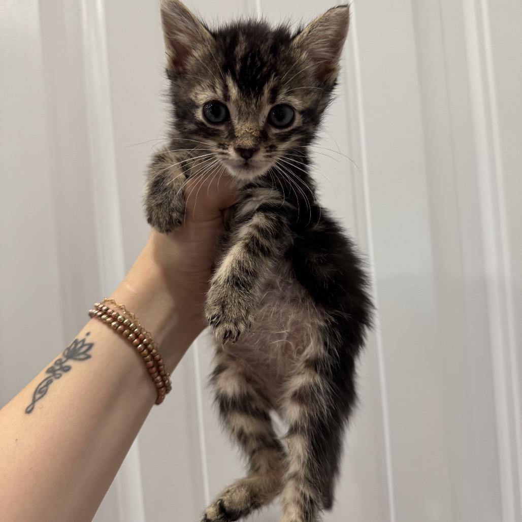 Enlarge Miller, a Adoptable Domestic Short Hair in Chattanooga, TN image 4/6