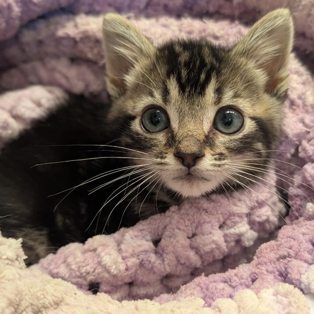 Enlarge Miller, a Adoptable Domestic Short Hair in Chattanooga, TN image 3/6