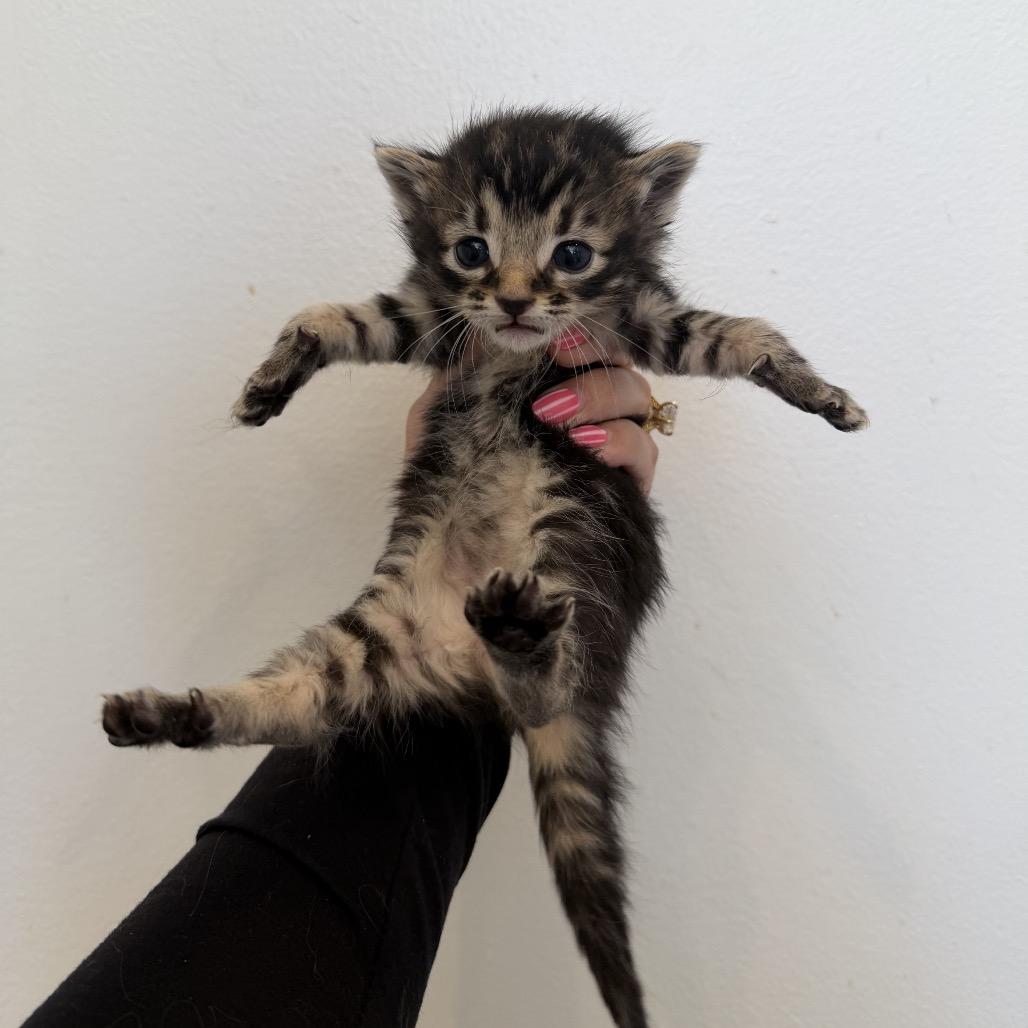 Enlarge Miller, a Adoptable Domestic Short Hair in Chattanooga, TN image 2/6