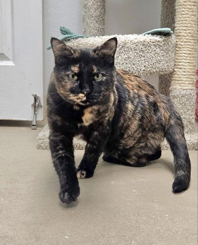 Chai, Adopted, Adult Female Domestic Short Hair.