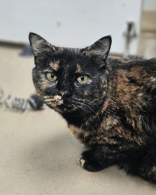 Enlarge Chai, a Adopted Domestic Short Hair in Gonic, NH image 2/3