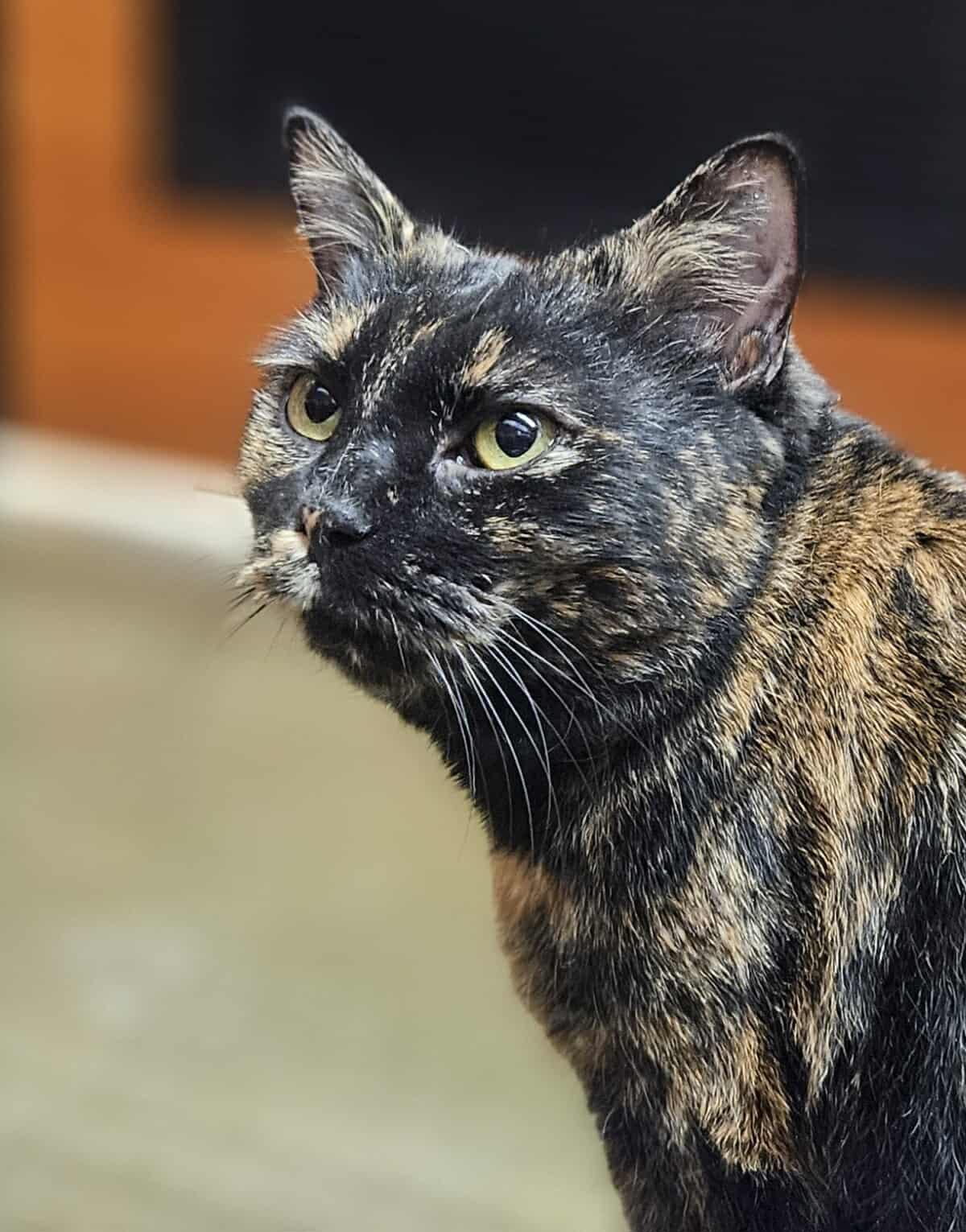 Enlarge Chai, a Adopted Domestic Short Hair in Gonic, NH image 3/3