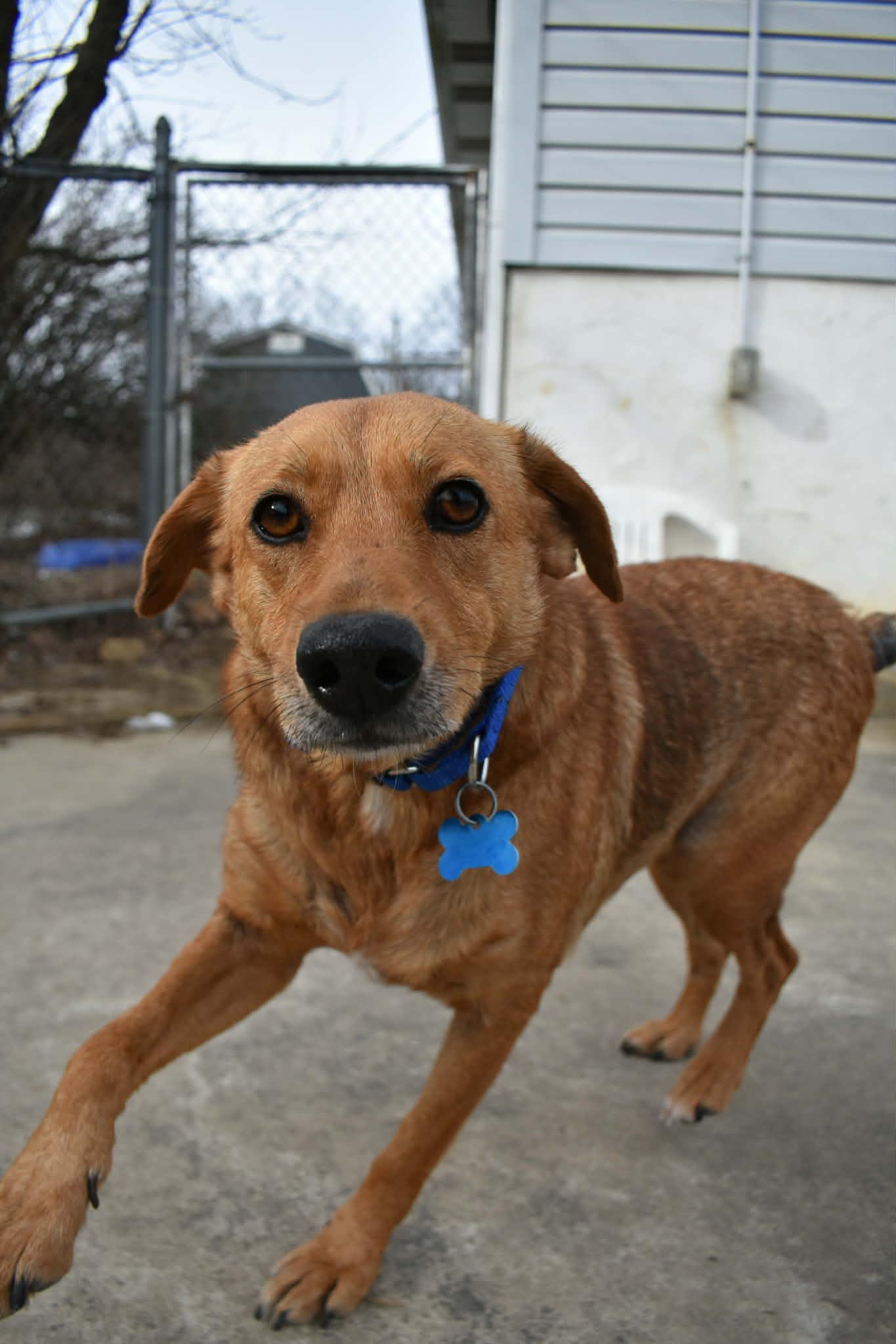 Enlarge Nina, a ADOPTABLE mixed breed in Altoona, PA image 1/1