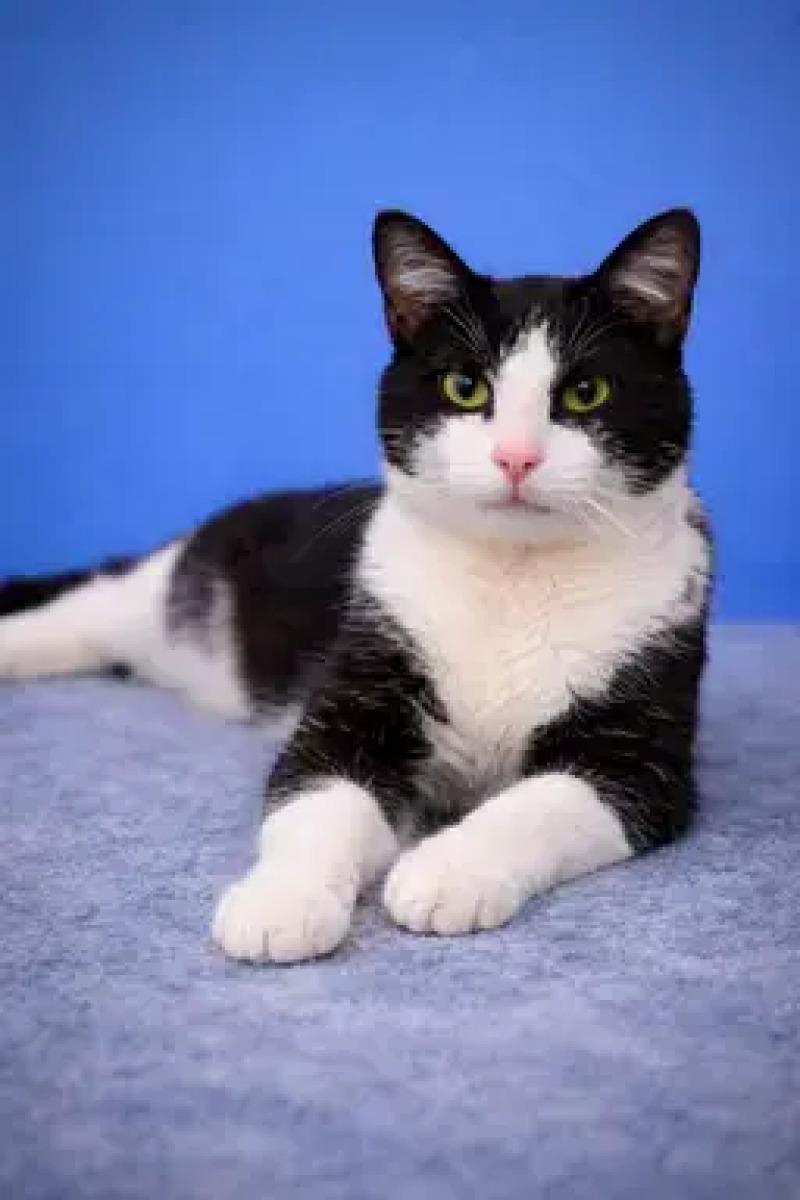 Enlarge Snoop Dog, a Adoptable Domestic Short Hair in North Babylon, NY image 3/6