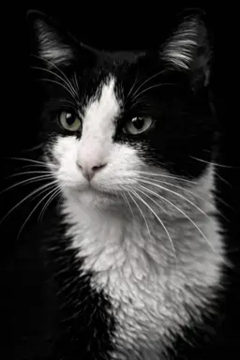 Enlarge Snoop Dog, a Adoptable Domestic Short Hair in North Babylon, NY image 6/6