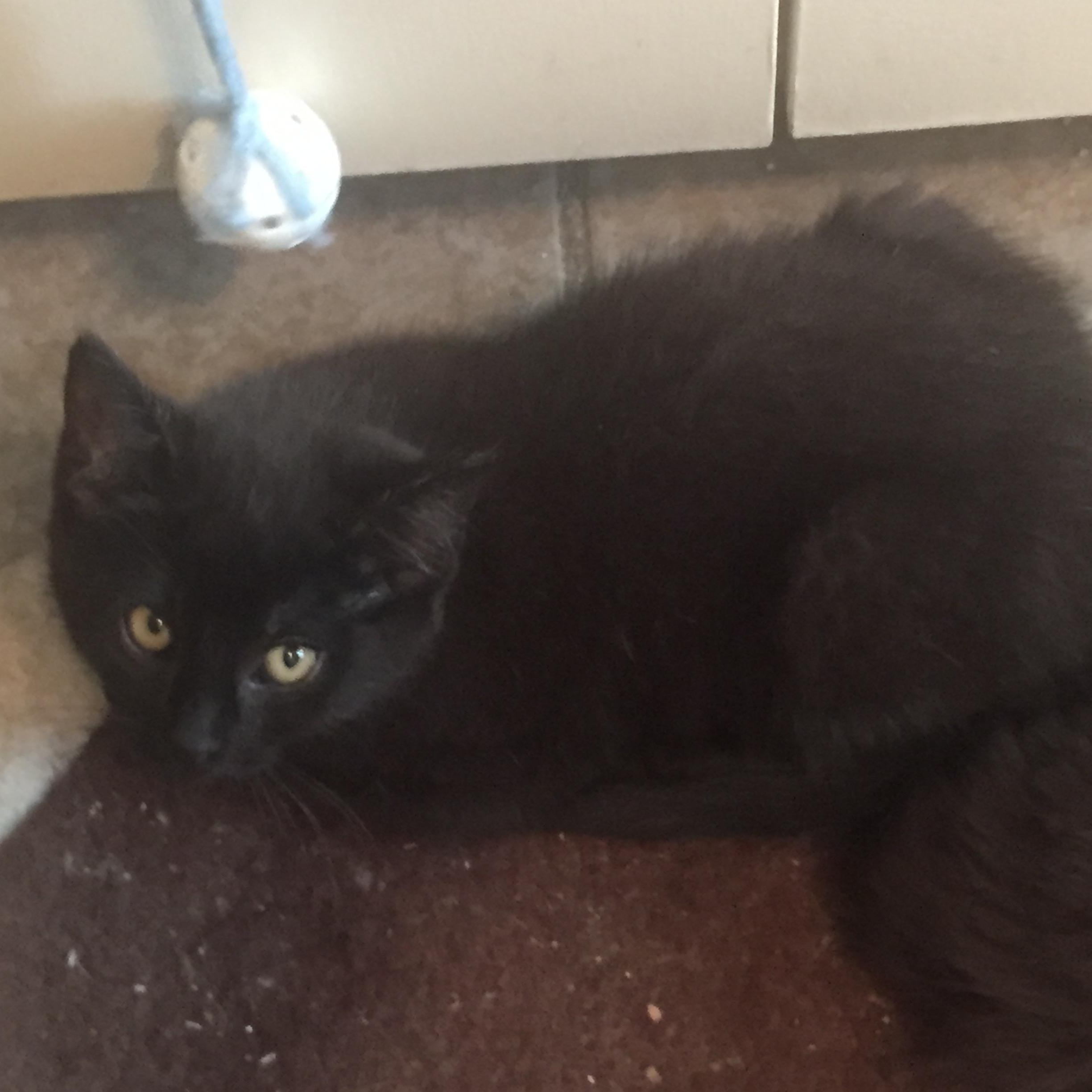 Coco