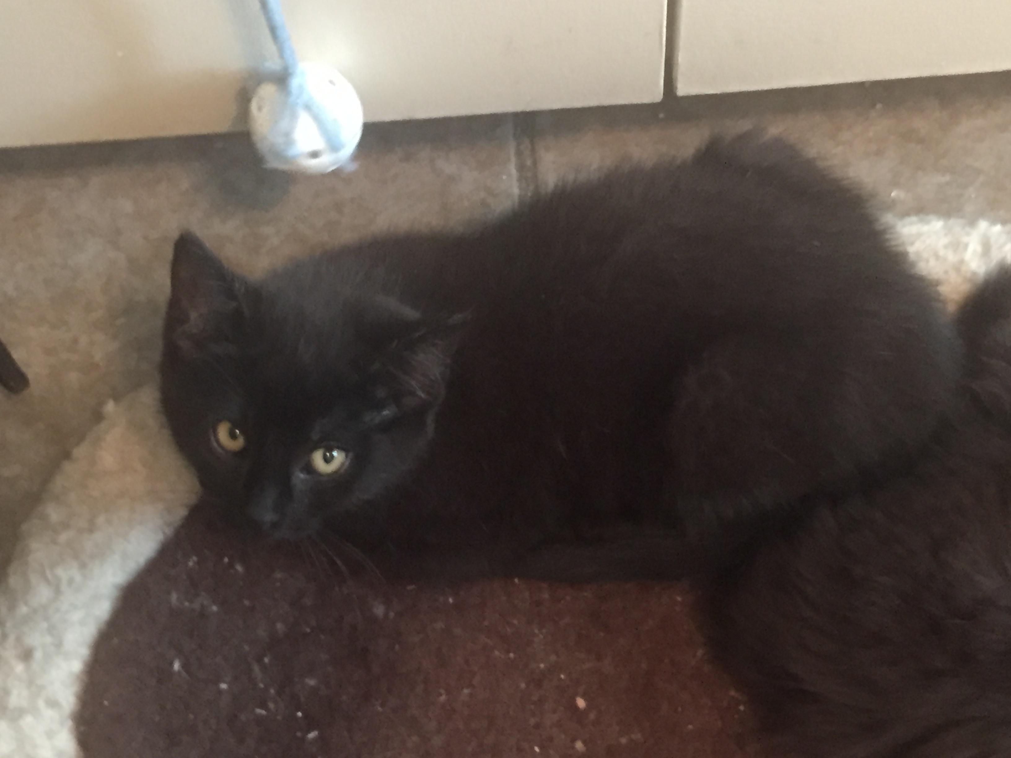 Coco