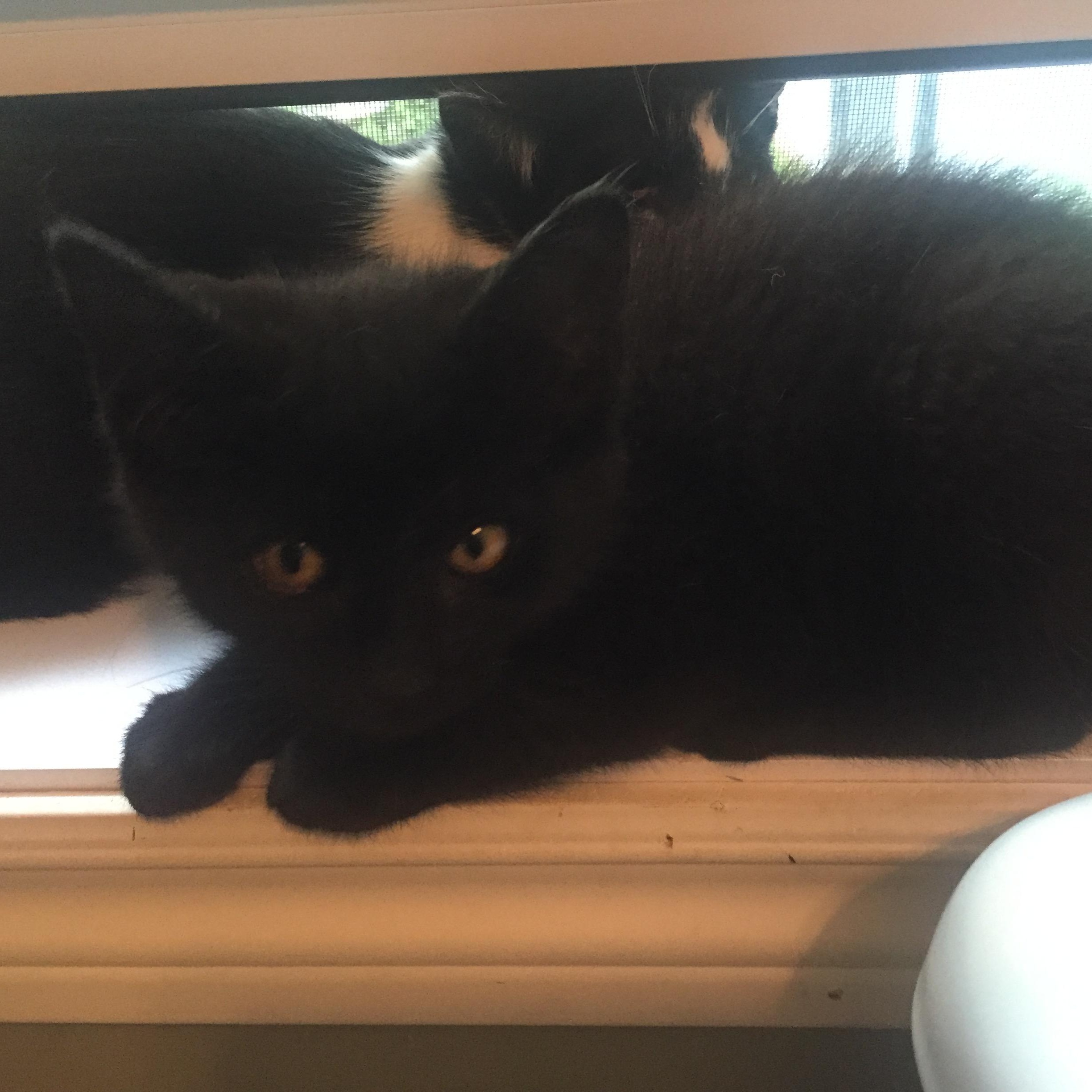 Coco