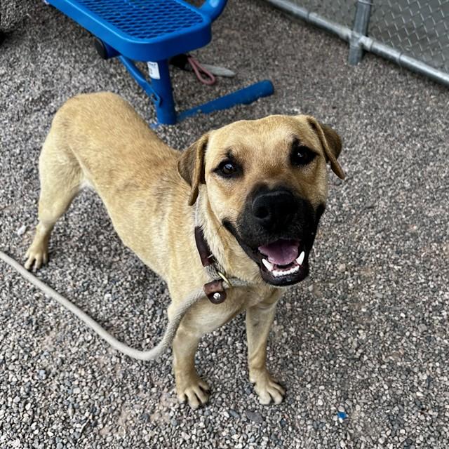Enlarge ACE, a Adoptable mixed breed in Mesa, AZ image 1/1