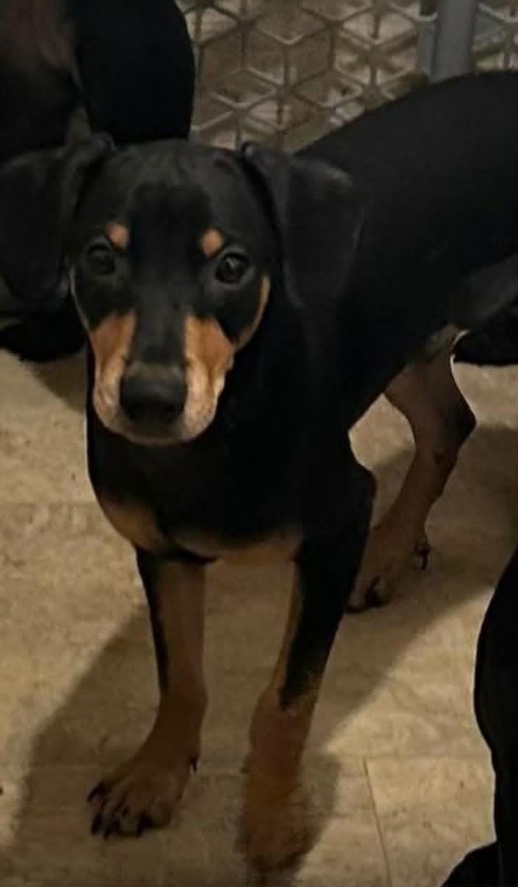 Heinez, Adoptable, Puppy Male Miniature Pinscher & Mixed Breed.
