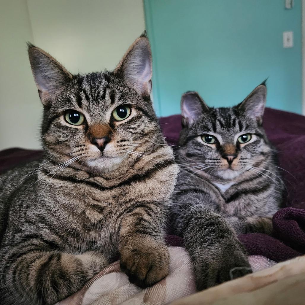 Enlarge Jasper, a Adoptable Domestic Short Hair in Coos Bay, OR image 2/2