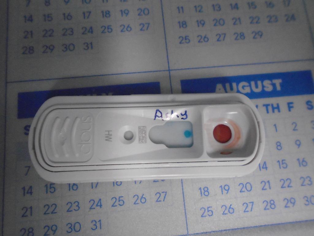 Ashy/Ashley, Adoptable, Adult Female Pit Bull Terrier.