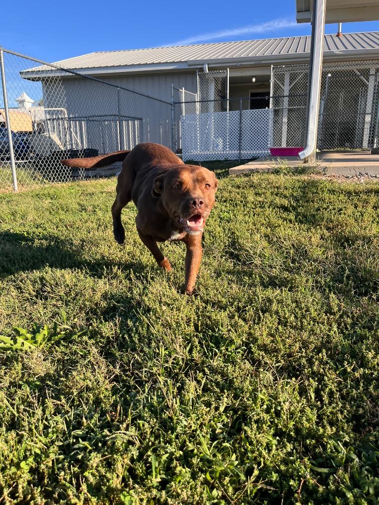 Ashy/Ashley, Adoptable, Adult Female Pit Bull Terrier.