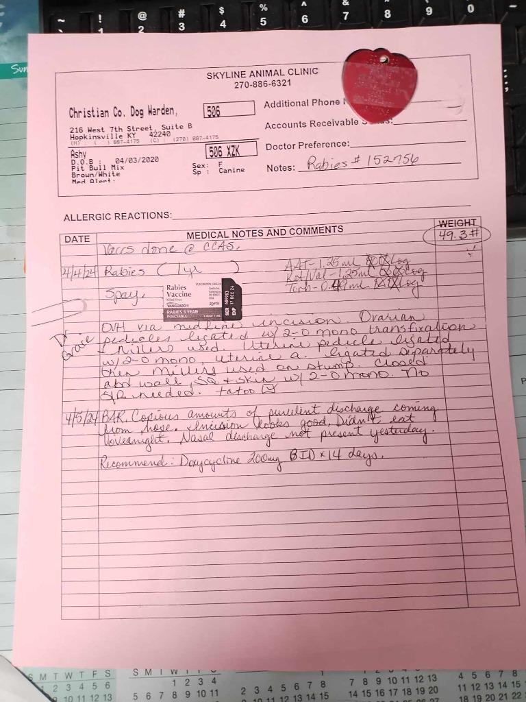 Enlarge Ashy/Ashley, a Adoptable mixed breed in Hopkinsville, KY image 3/6