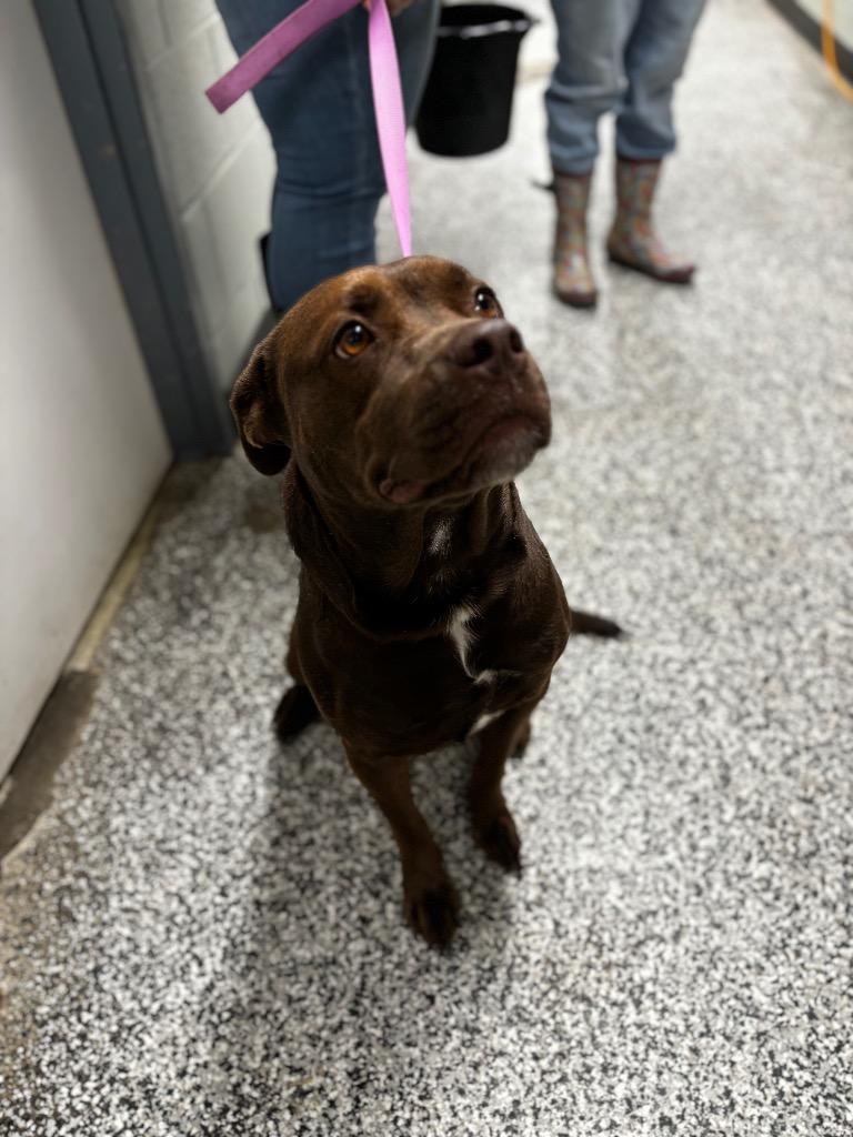 Enlarge Ashy/Ashley, a Adoptable mixed breed in Hopkinsville, KY image 4/6