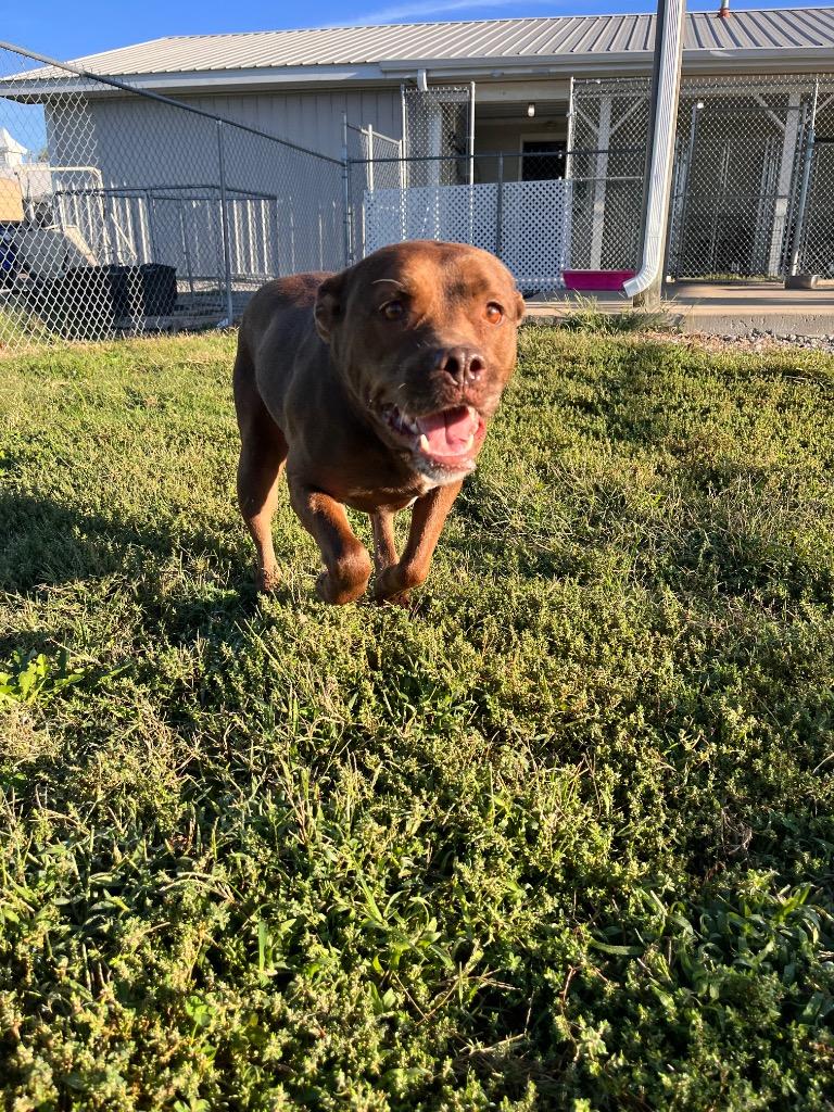 Enlarge Ashy/Ashley, a Adoptable mixed breed in Hopkinsville, KY image 5/6