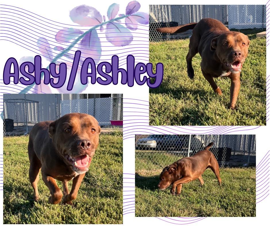 Enlarge Ashy/Ashley, a Adoptable mixed breed in Hopkinsville, KY image 6/6
