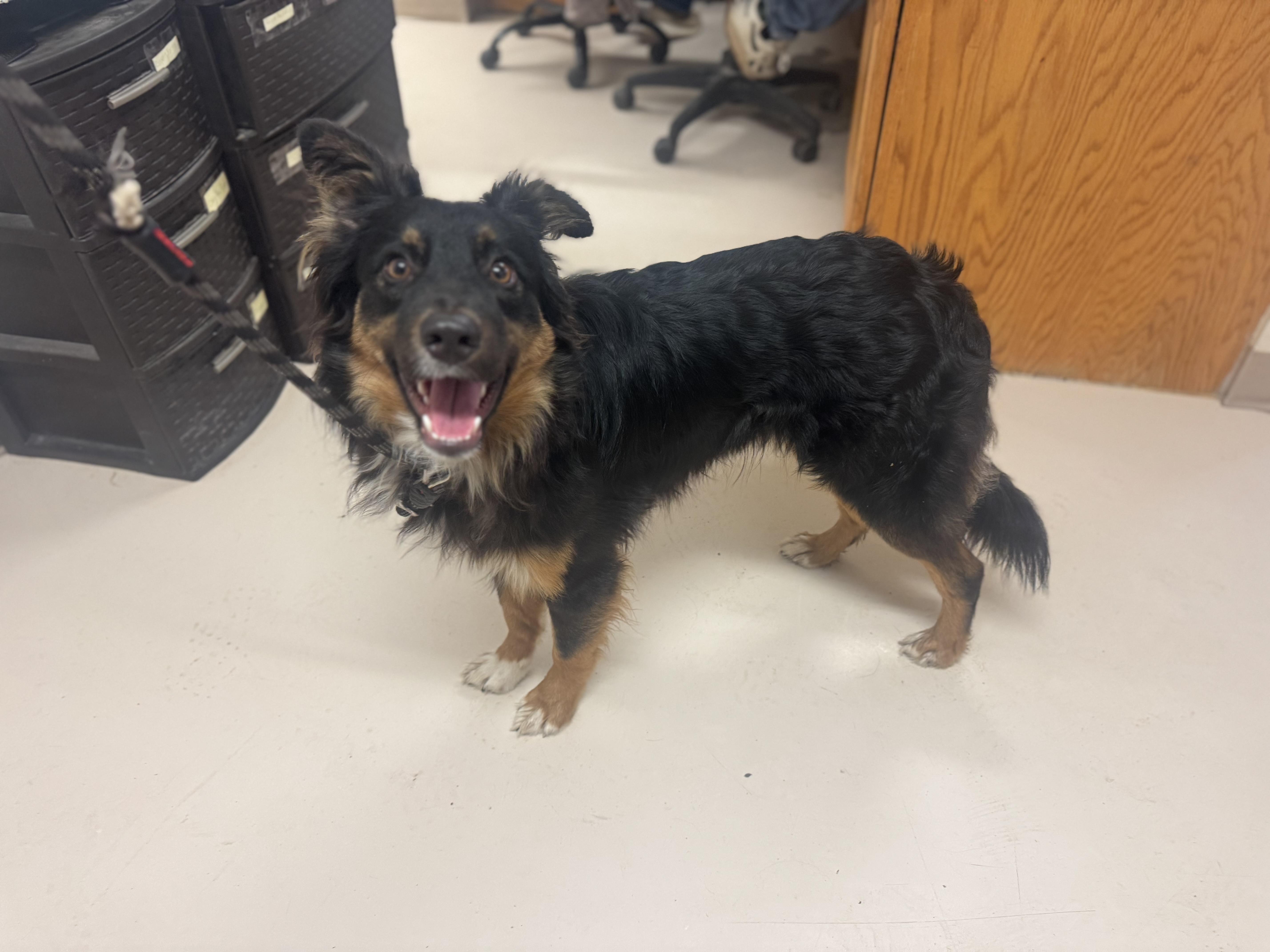 Enlarge Tye (Tyler), a Adopted mixed breed in Coleman, TX image 4/6