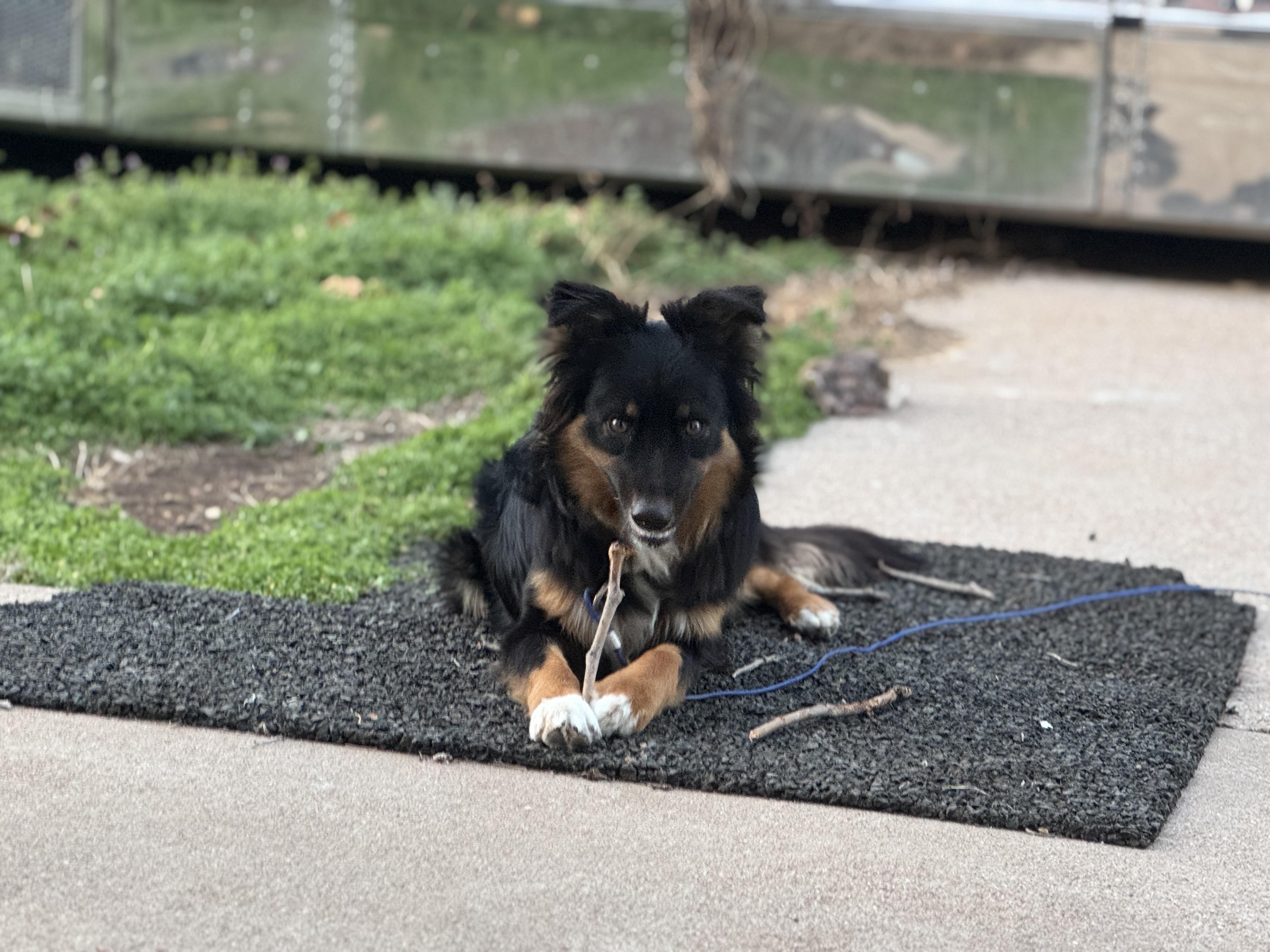 Enlarge Tye (Tyler), a Adopted mixed breed in Coleman, TX image 3/6