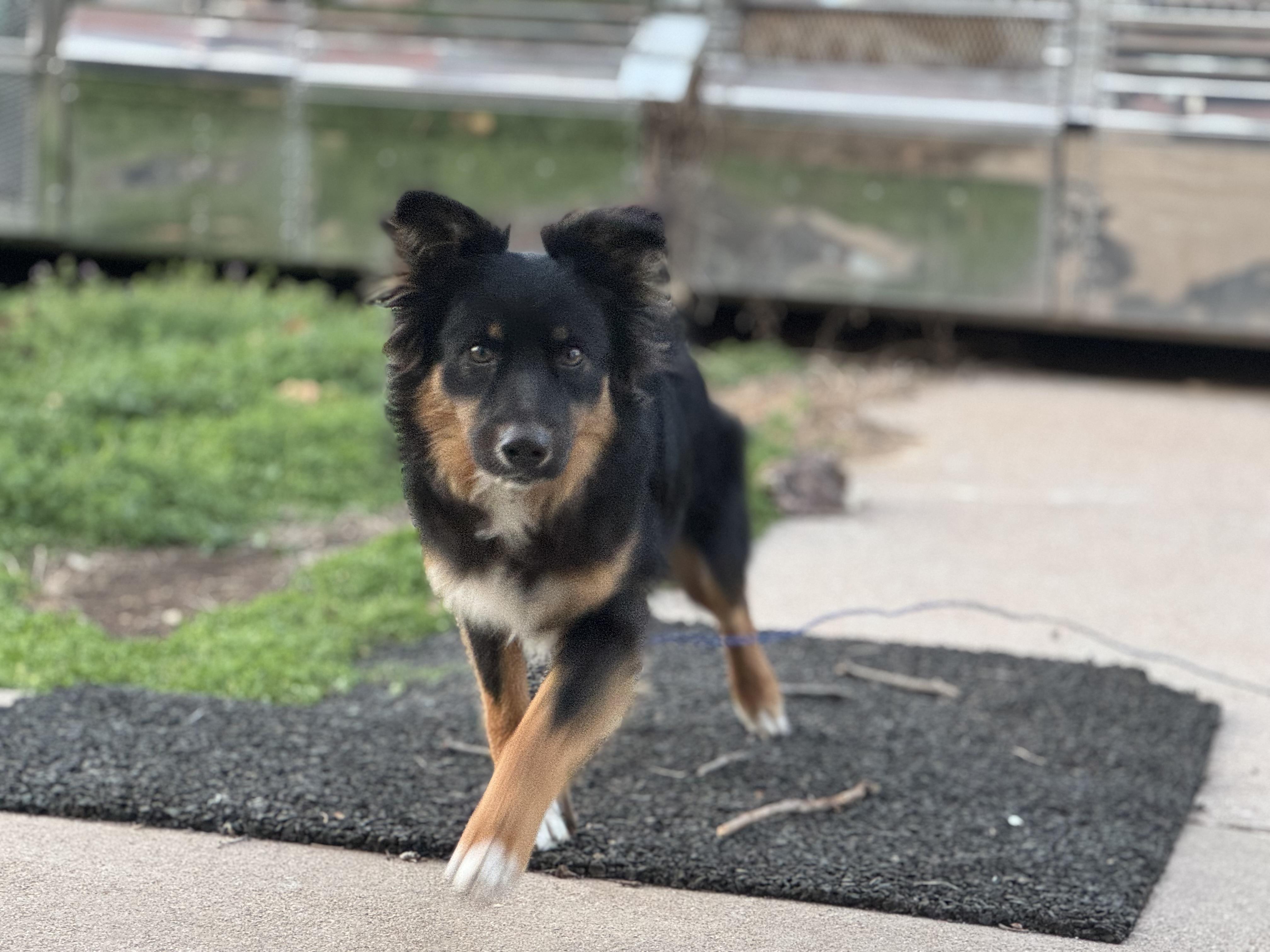 Enlarge Tye (Tyler), a Adopted mixed breed in Coleman, TX image 1/6