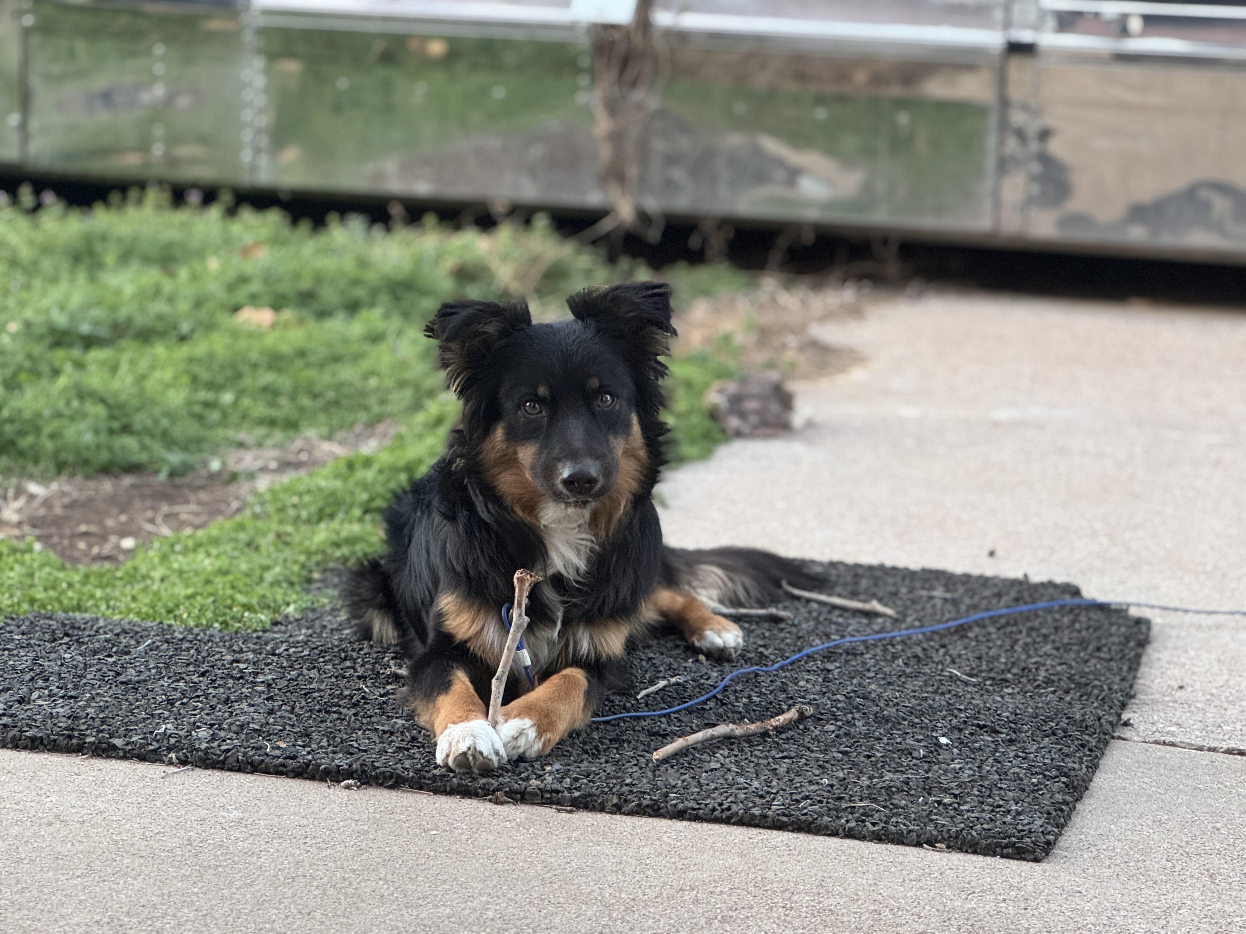Enlarge Tye (Tyler), a Adopted mixed breed in Coleman, TX image 2/6