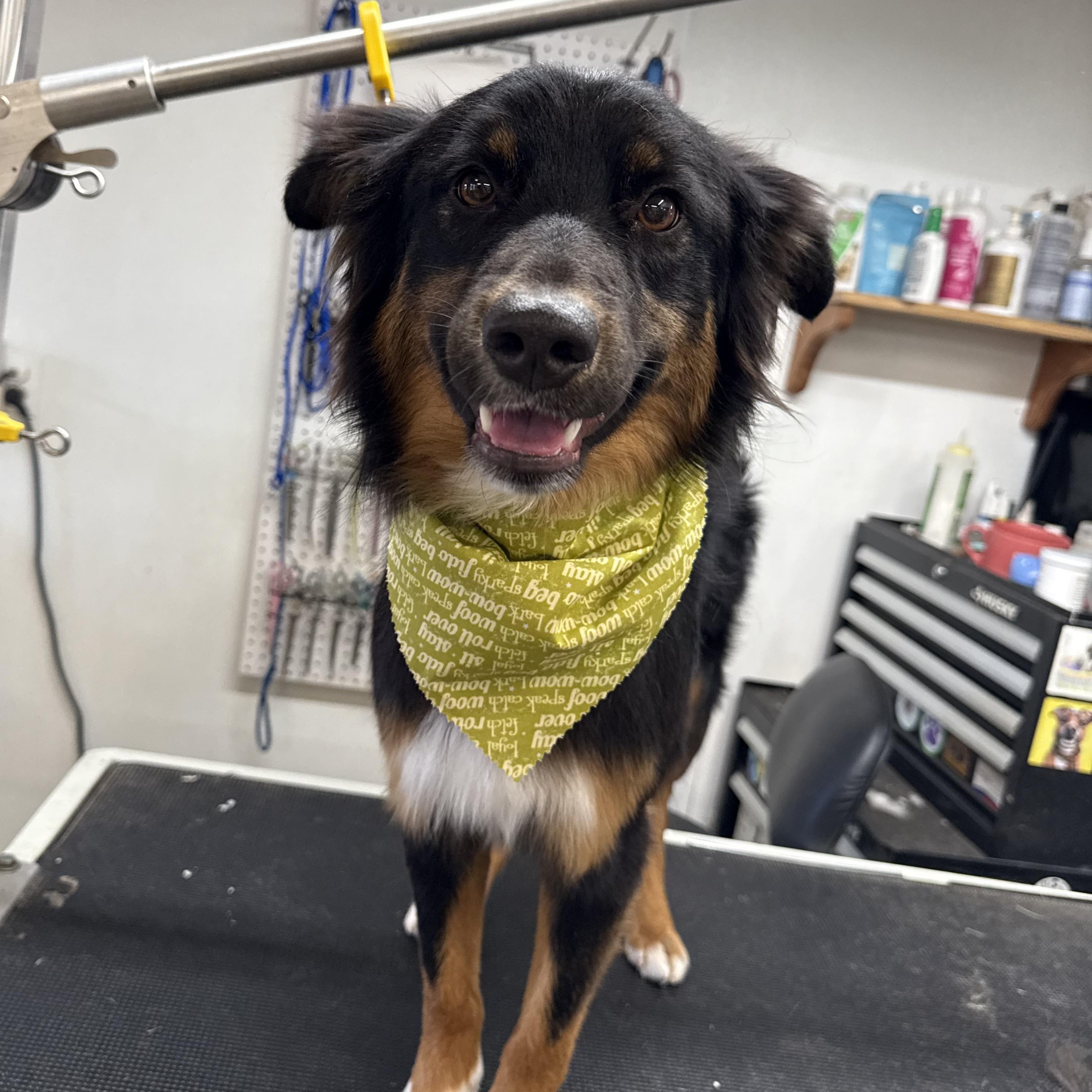 Enlarge Tye (Tyler), a Adopted mixed breed in Coleman, TX image 5/6