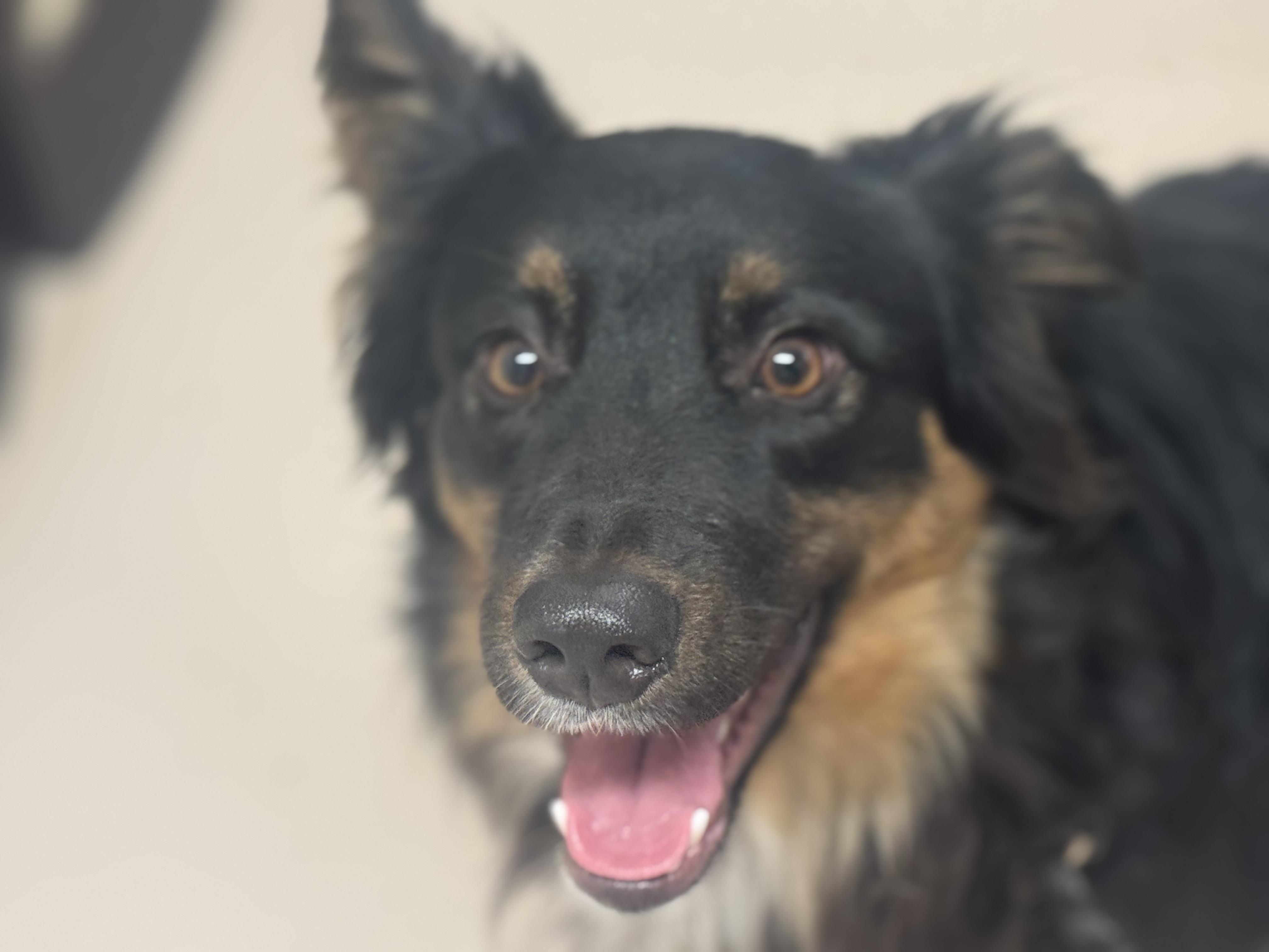 Enlarge Tye (Tyler), a Adopted mixed breed in Coleman, TX image 6/6