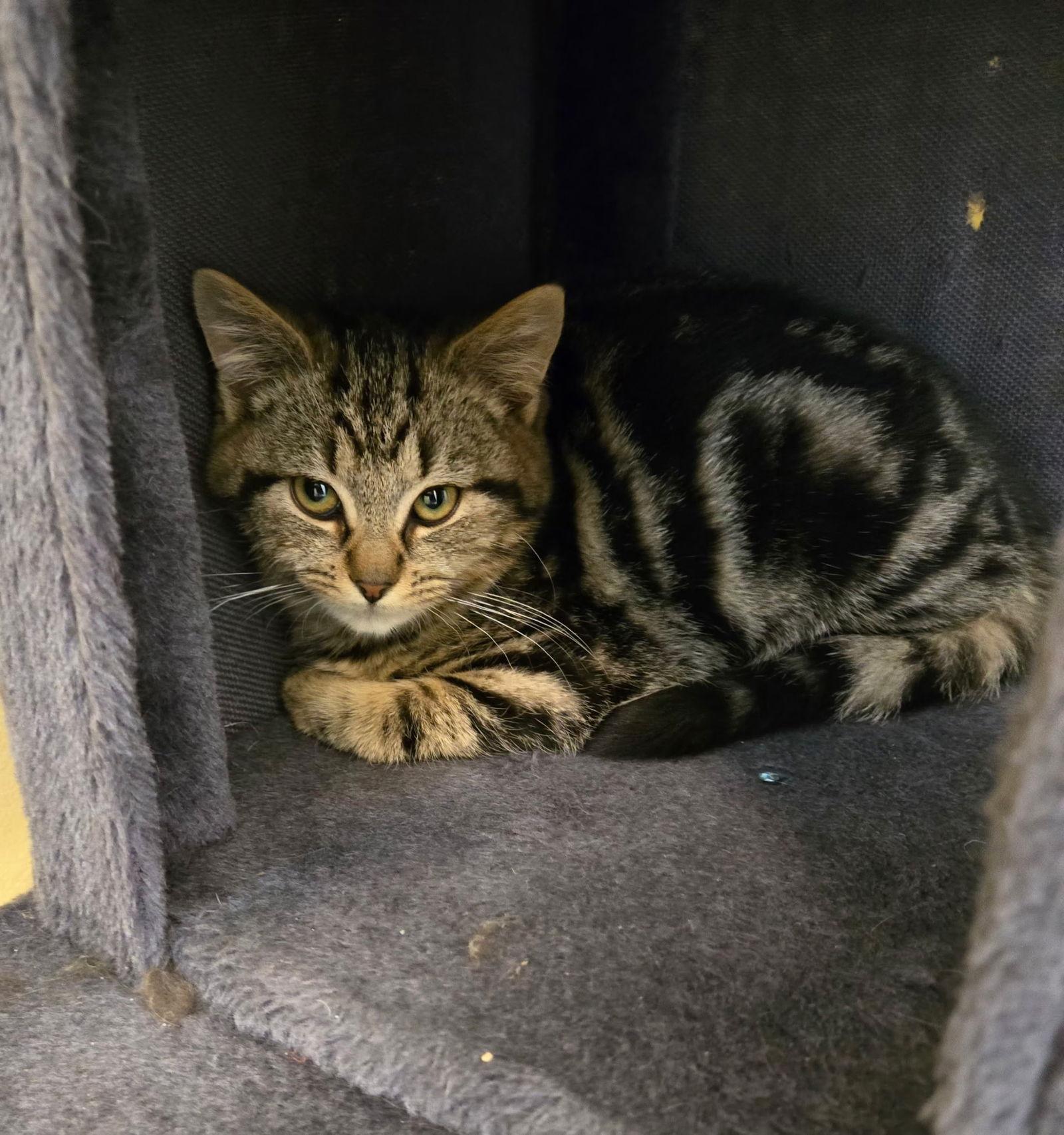 Minky, Adoptable, Kitten Female Domestic Short Hair & Tabby.