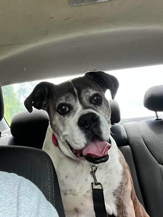 Gracie, ADOPTABLE, Senior Female Boxer.