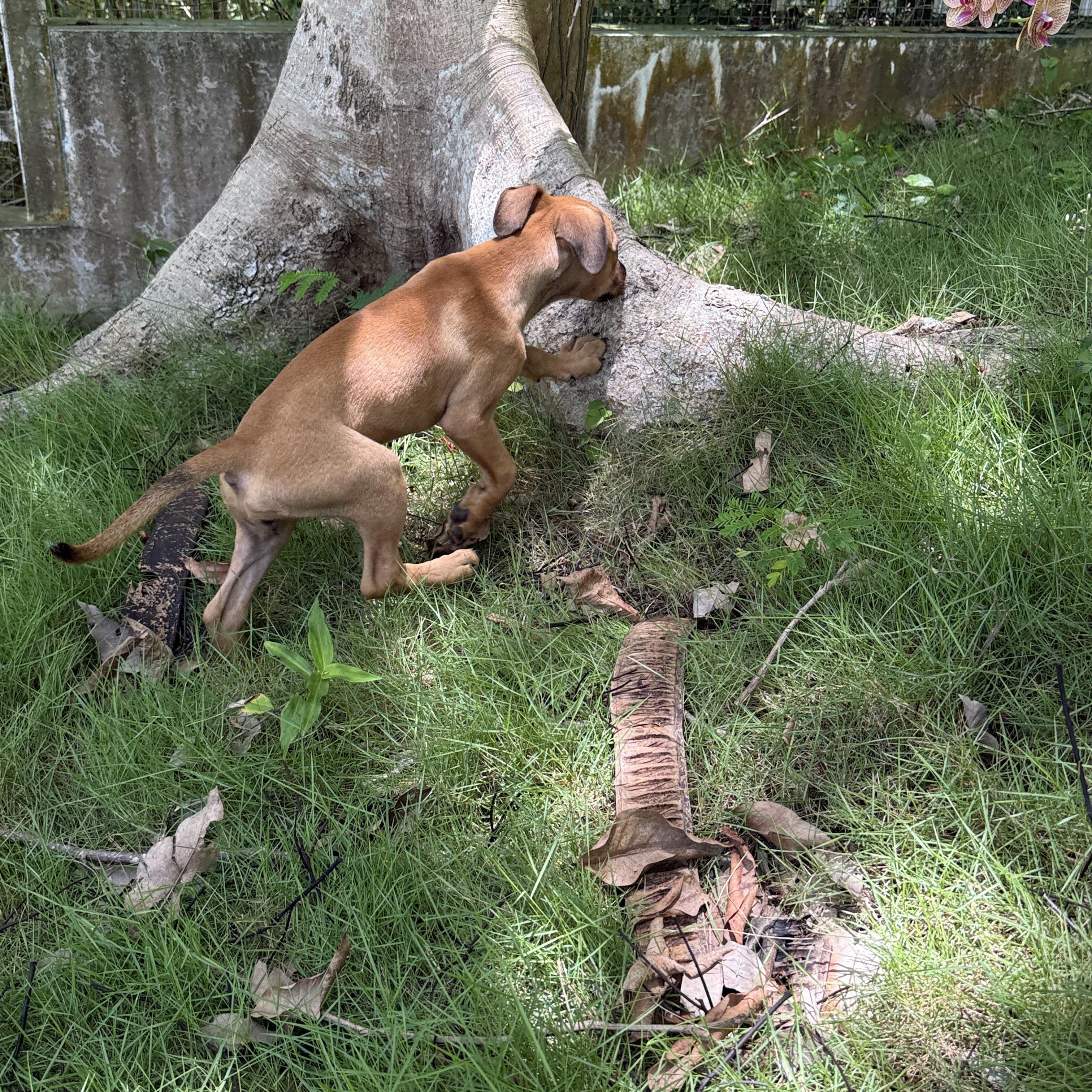 Enlarge Ash, a Adoptable Mixed Breed in West Nyack, NY image 3/4