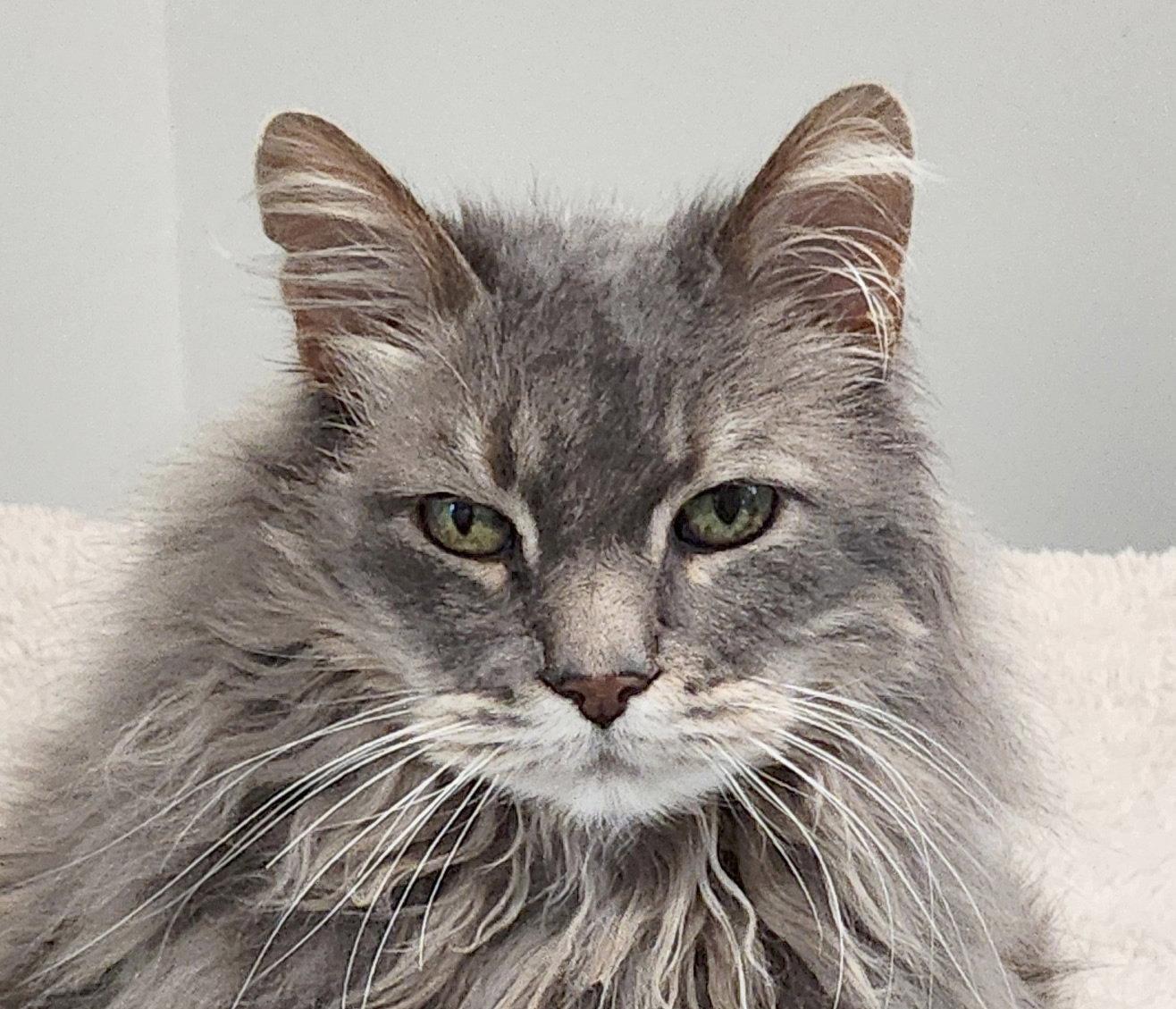 Sebastian, a Adoptable mixed breed in Anacortes, WA image 2/3