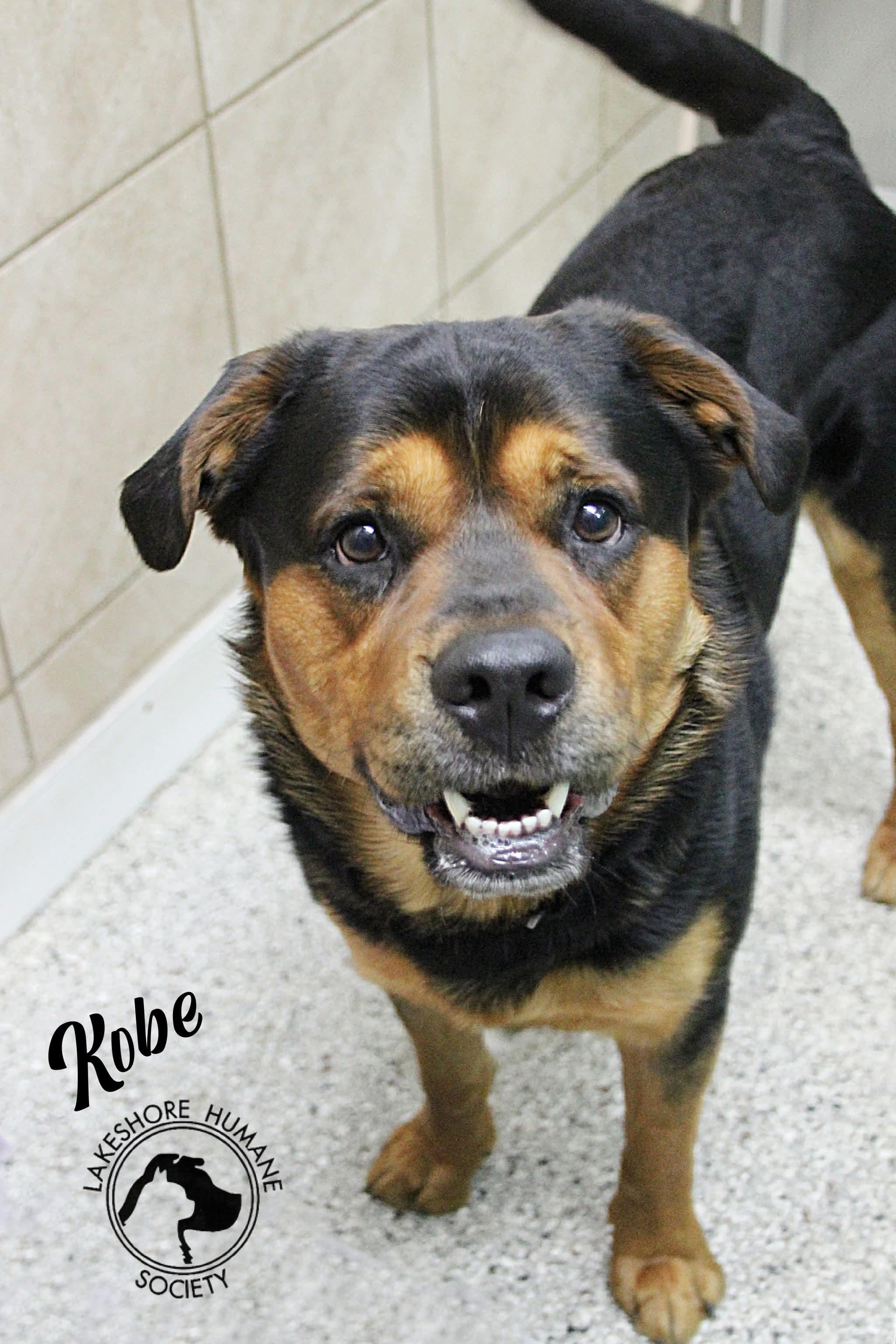 Kobe, ADOPTABLE, Adult Male Rottweiler & Shepherd.