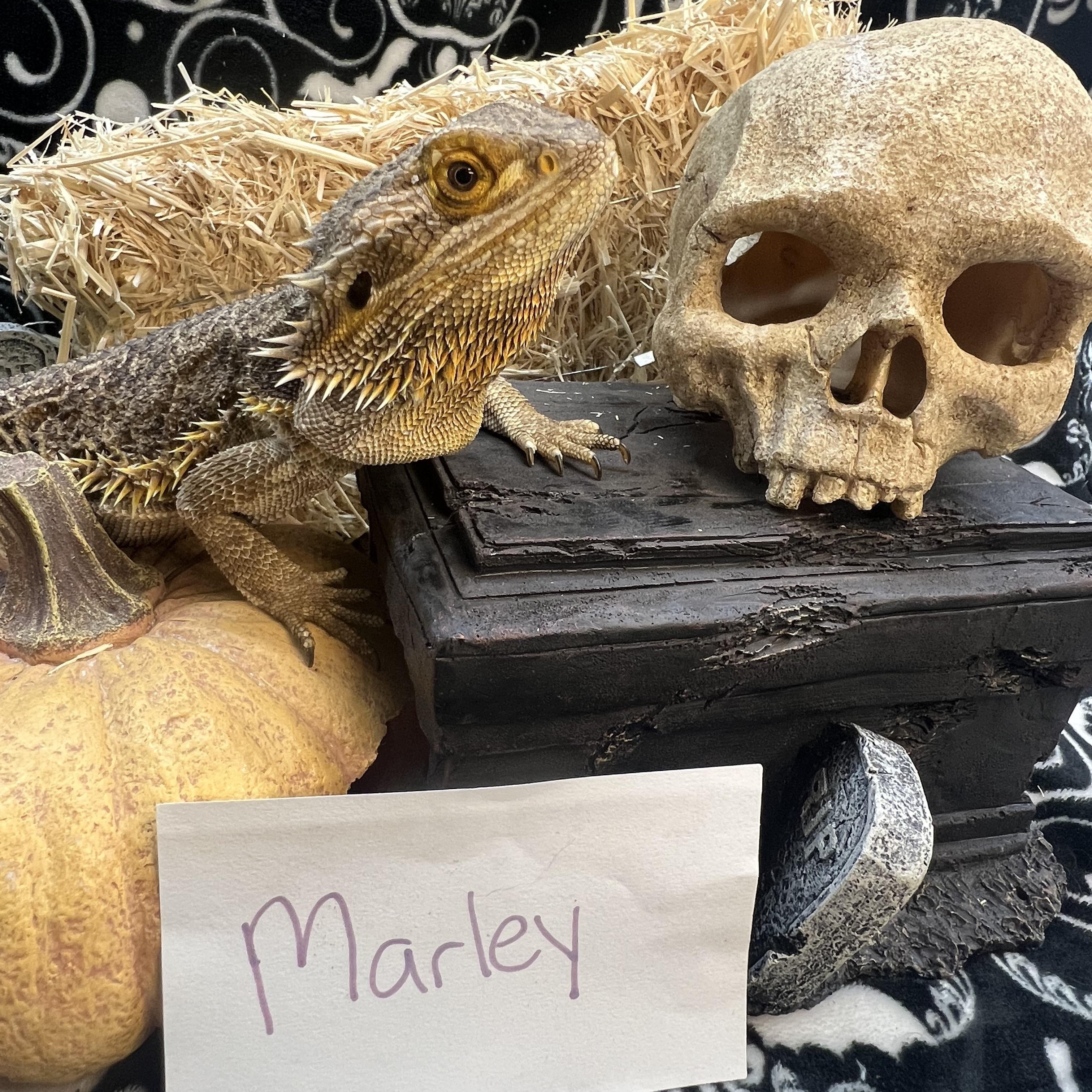 Marley, Adoptable, Adult Female Bearded Dragon.