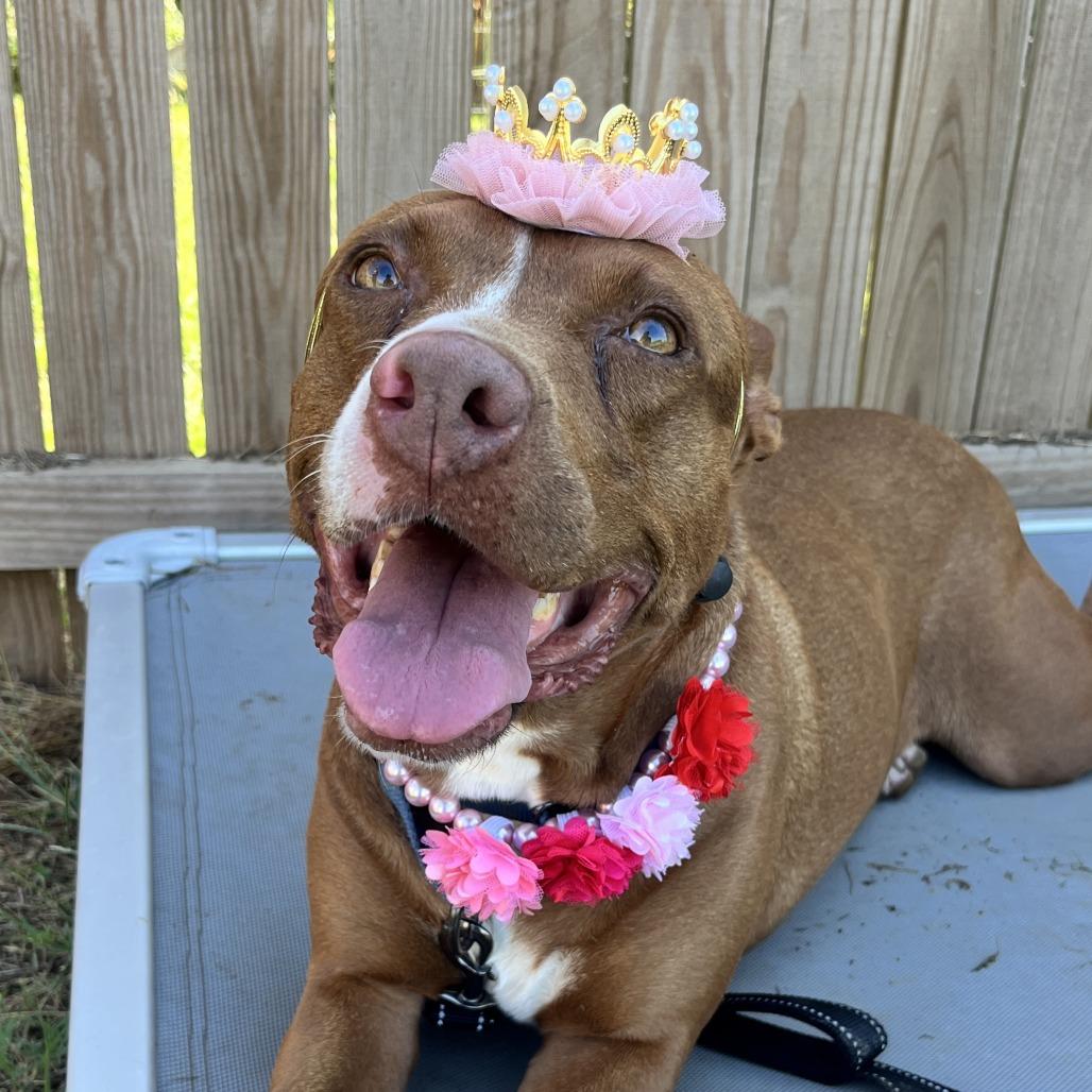 Enlarge Grace, a Adoptable mixed breed in Nowata, OK image 1/6